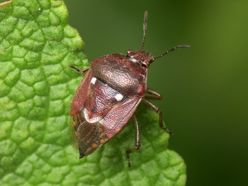 Stagonomus amoenus (Brulle, 1832)